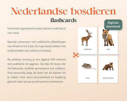 little disciples | nederlandse bosdieren - 27 flashcards