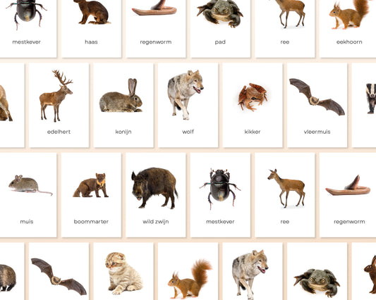 little disciples | nederlandse bosdieren - 27 flashcards