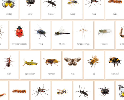 little disciples | insecten - 19 flashcards