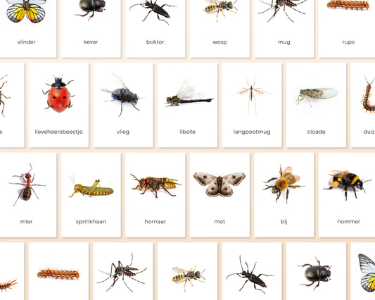little disciples | insecten - 19 flashcards