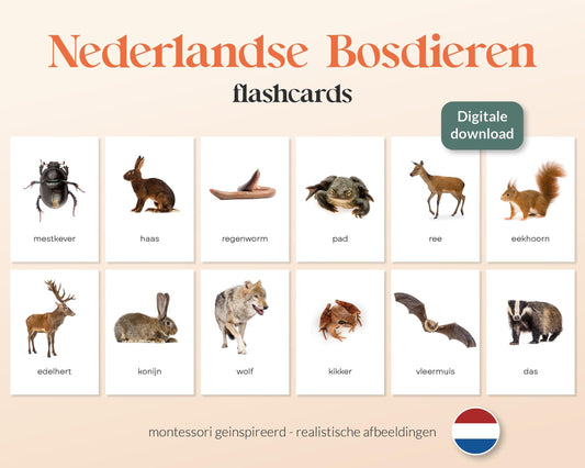 little disciples | nederlandse bosdieren - 27 flashcards