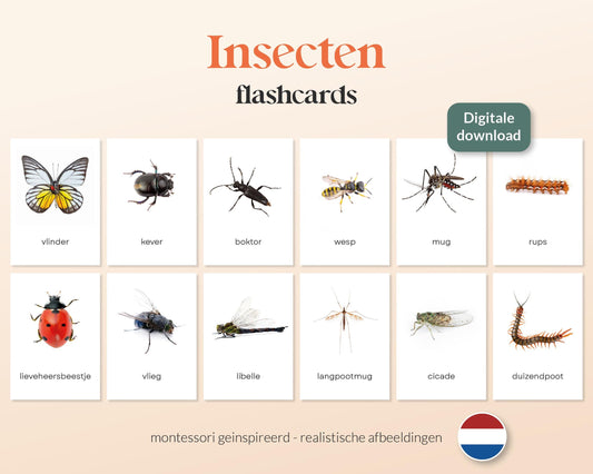 little disciples | insecten - 19 flashcards