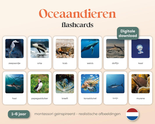 little disciples | oceaandieren - 26 flashcards